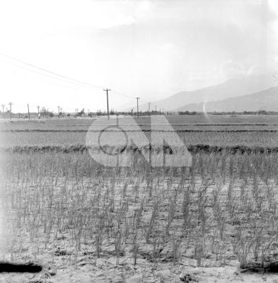 19630511005201