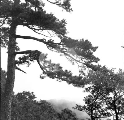 天目山風景 政治 中央社影像空間